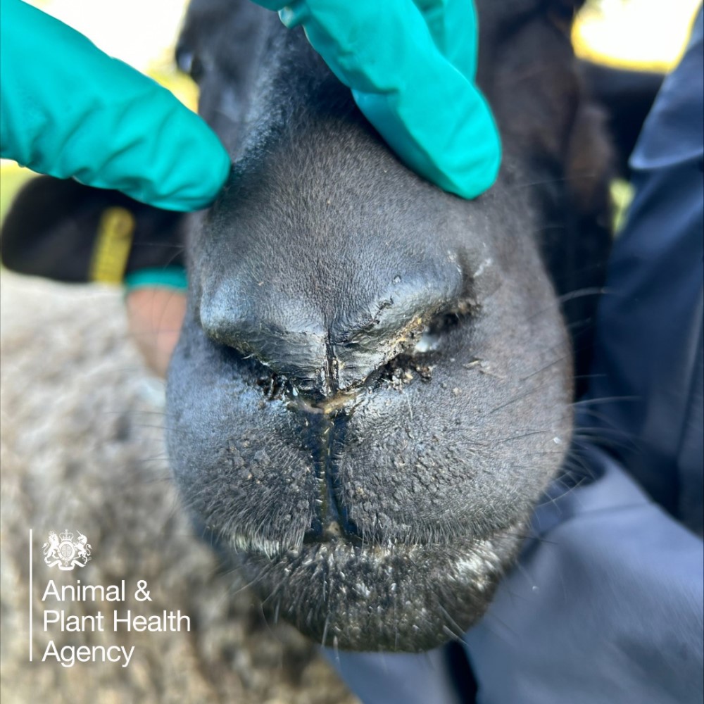 Sheep with nasal discharge and salivation